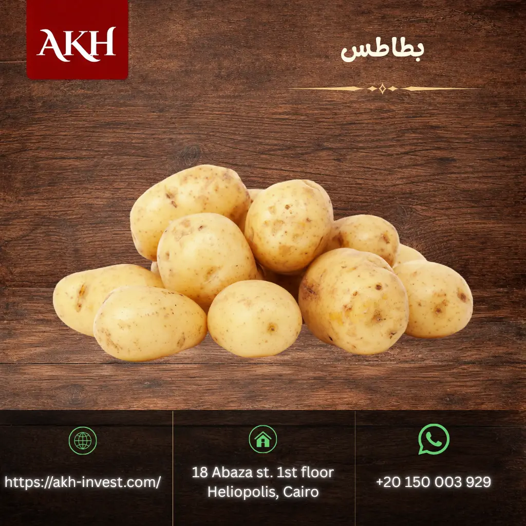 بطاطس